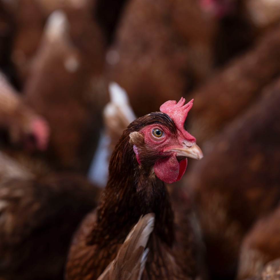 Para que el virus se transmita a un humano, la persona debe estar en contacto directo con animales infectados, sus secreciones (heces, saliva o mucosa) o superficies contaminadas.