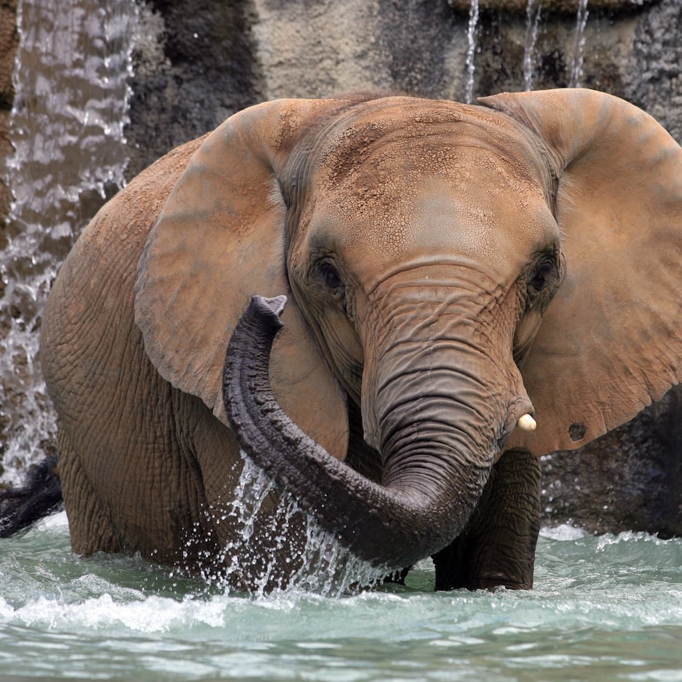 La palabra "barritar" quiere decir dar barritos, que es el sonido que hace el elefante.