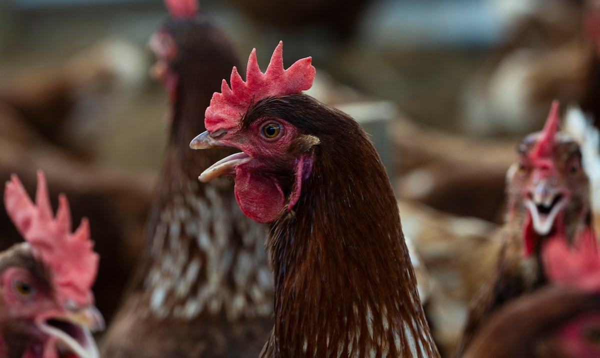 Agricultura rechaza rumores: To-Ricos busca expandir operaciones en Puerto Rico