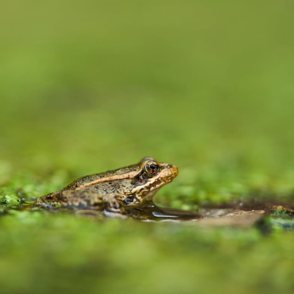 Una imagen de archivo de una rana.