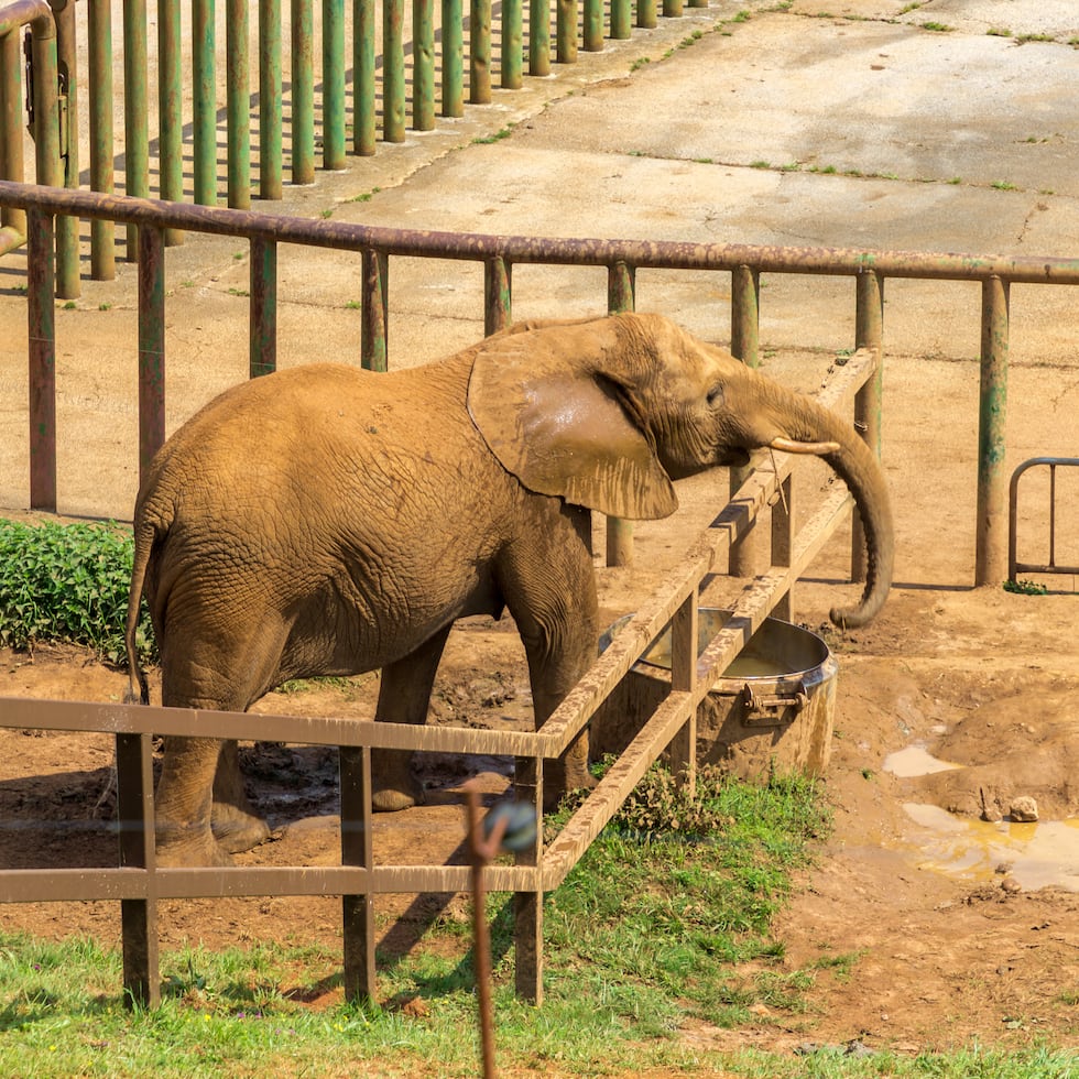 El zoo de Zúrich acumula una serie de desgracias relacionadas con su población de elefantes.