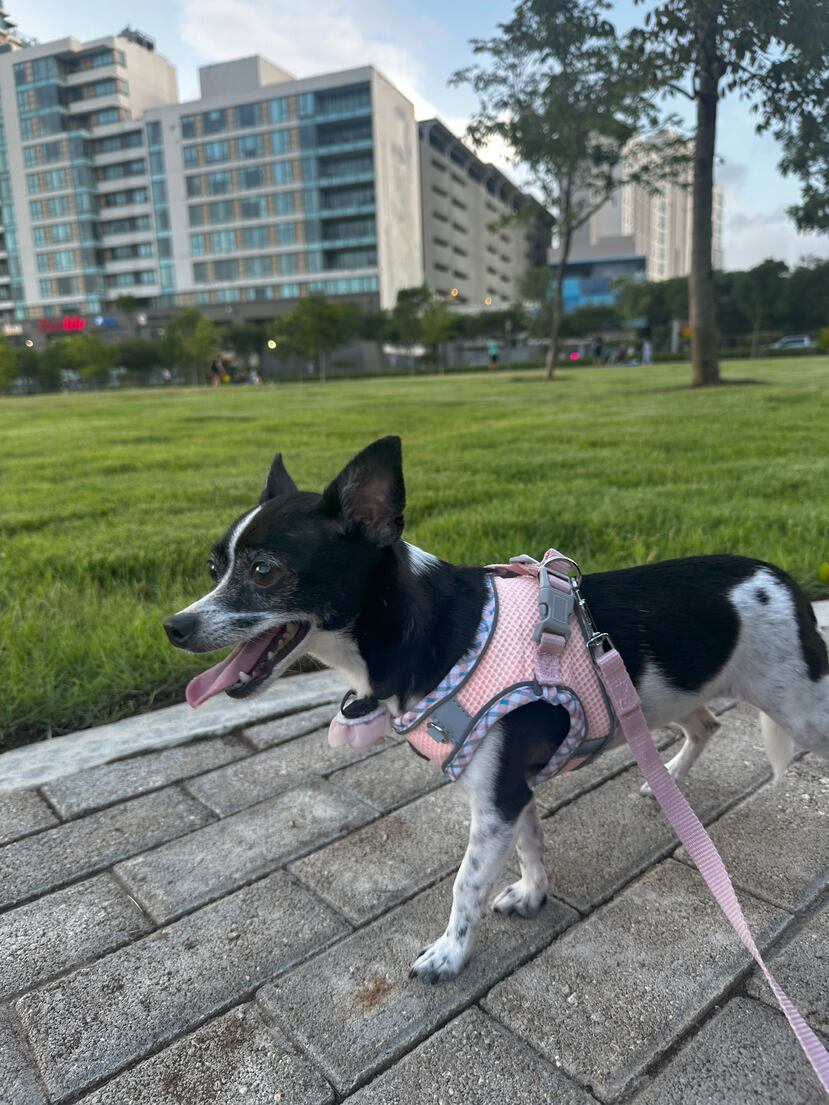 El Parque de Santurce cuenta con dos áreas: una para perros pequeños y otra para los más grandes, donde pueden correr y disfrutar.