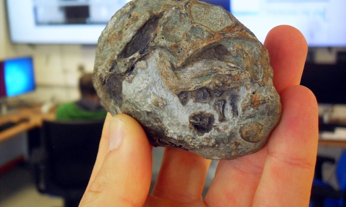 Descubren huevo de antepasado de los mamíferos que data de 250 millones de años