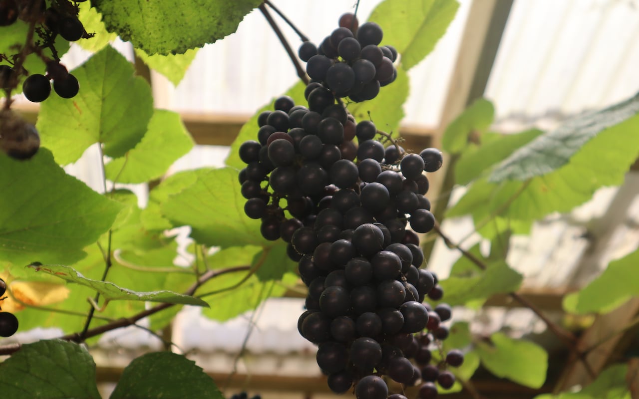 De hobby a negocio: cómo un ingeniero mecánico transformó su finca en un viñedo en Utuado