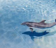Fotografía cedida hoy por Clearwater Marine Aquarium que muestra al delfín Apollo, que mide un poco más de 6 pies de largo y pesa 200 libras, en las instalaciones del acuario en Clearwater, Florida.