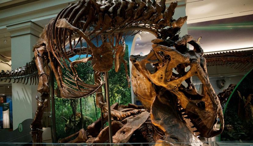 Vista de un esqueleto de un Tyrannosaurus rex en el laboratorio "The David H. Koch Hall of Fossils-Deep Time" (EFE).