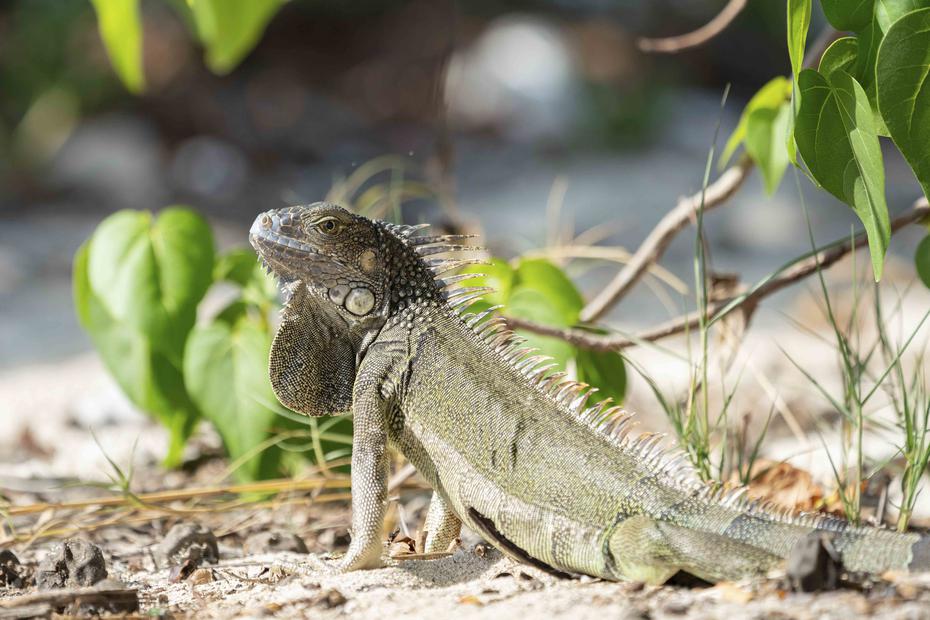 Una Iguana Verde o Gallina de Palo capturada en la Playa La Jungla, en Guánica.