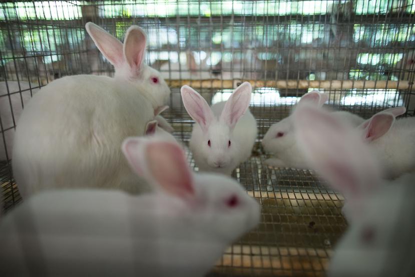De los incentivos, $82,480 se destinarán a la compra de conejos de alto valor genético, impactando 40 cunicultores con un máximo de $2,060.