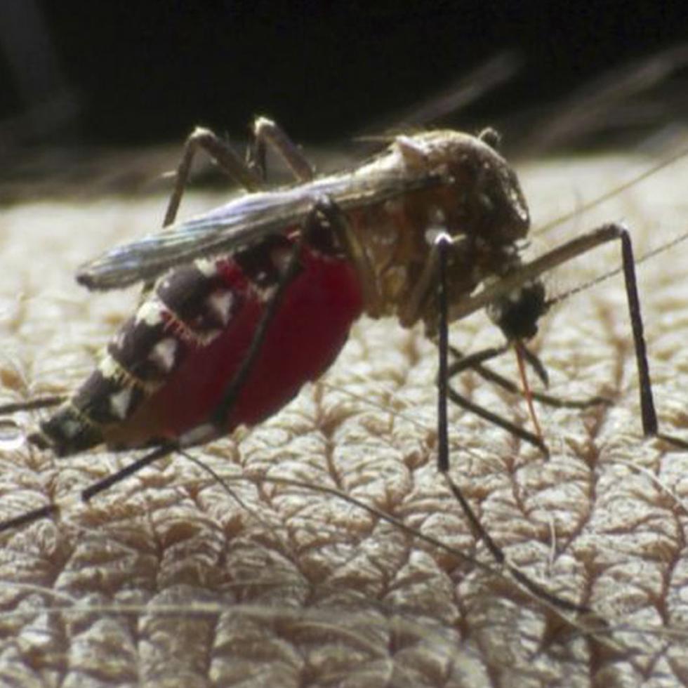 La nueva vacuna contra el dengue actúa contra los cuatro serotipos del virus del dengue transmitidos por el mosquito Aedes aegypti. (Sanofi Pasteur).