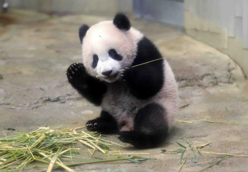 La gobernadora de Tokio, Yuriko Koike, sonrió cuando la panda salió de su casa y dijo a los periodistas que la bebé panda era “simplemente adorable”. (AP)