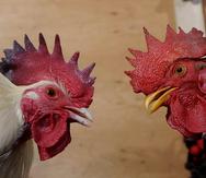Las peleas de gallos y la estadidad