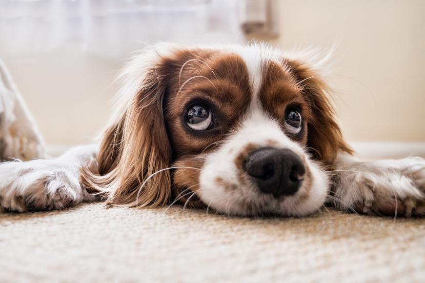 Los científicos investigan la cognición canina y estudian los comportamientos de los perros cuando interactúan con los humanos. (Fran / Pixabay)