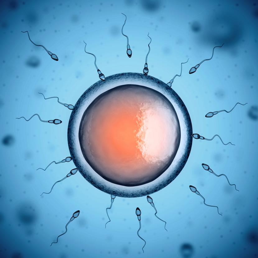 En los últimos años la ciencia de la fertilidad ha empezado a mirar seriamente hacia el varón. (Shutterstock)