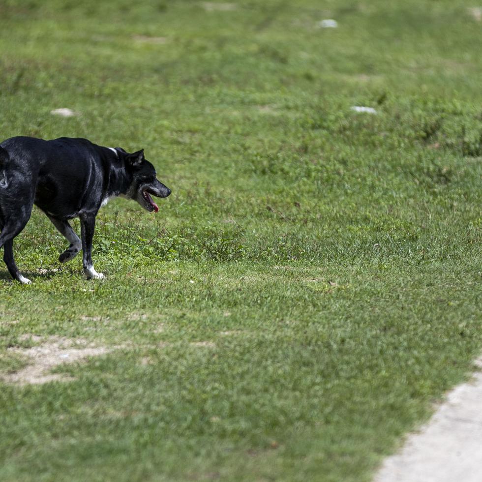 Allanan albergue en Arecibo como parte de la pesquisa por la desaparición del perro de Luar la L