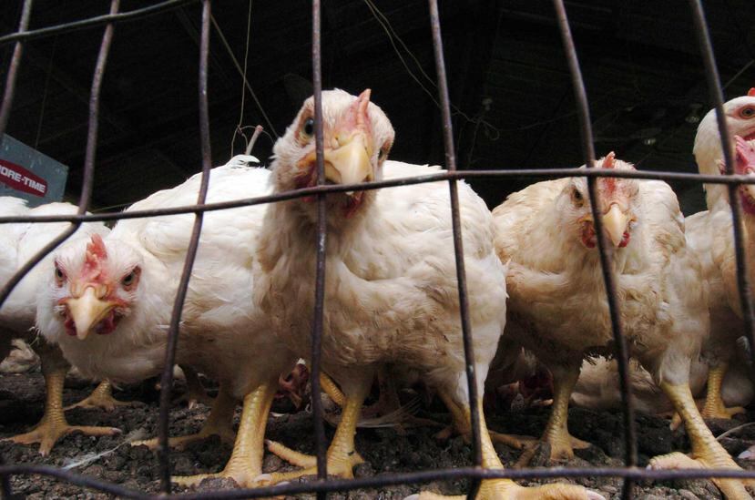 Algunos virus de influenza aviar pueden  enfermar y matar a ciertas especies de aves domésticas, como pollos, patos y pavos. (GFR Media)
