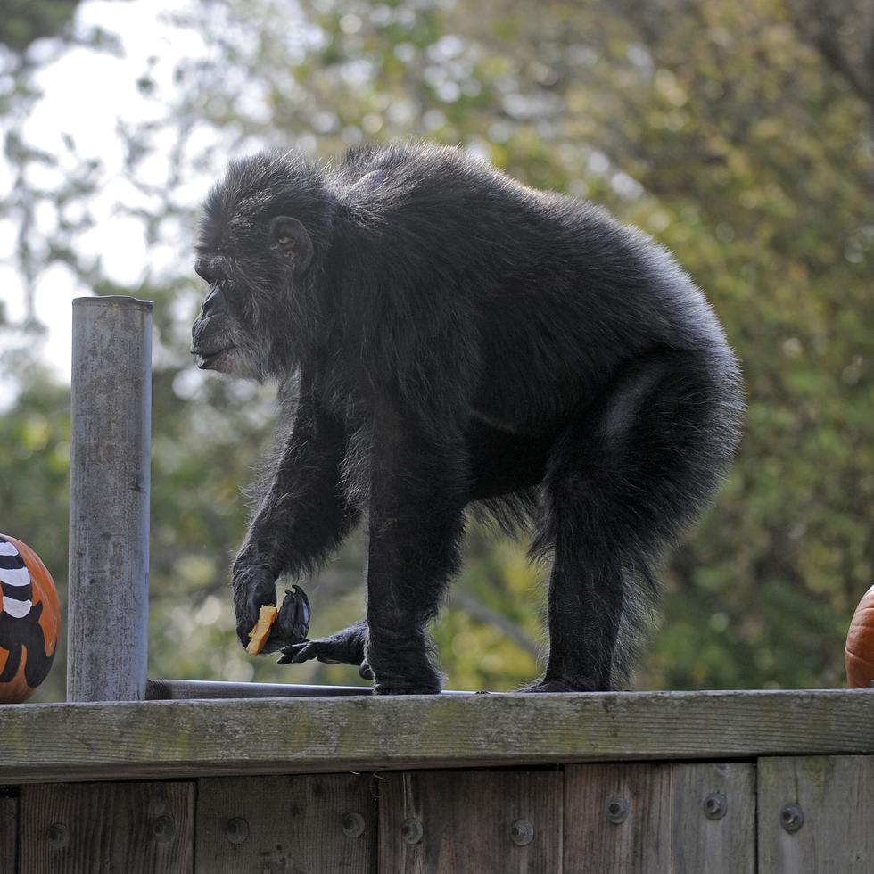 En esta imagen del 21 de octubre de 2009, Cobby, un chimpancé macho, juega con calabazas durante las celebraciones de Halloween del Zoológico de San Francisco.