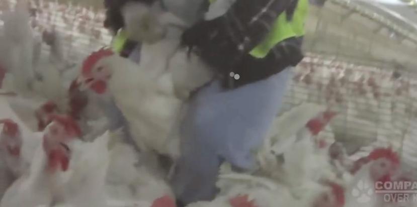 El video difundido por el grupo Compassion Over Killing, con sede en Washington D.C., es uno de varios tomados recientemente en las instalaciones avícolas. (Youtube)