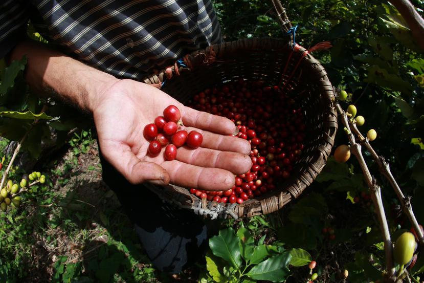 Las siembras de café se dan una vez al año, y en estos momentos se encuentran en su periodo cumbre de cosechas, lo que, en caso de sufrir los estragos de Irma, pone a la isla en riesgo de perder las cosechas. (Archivo / GFR Media)