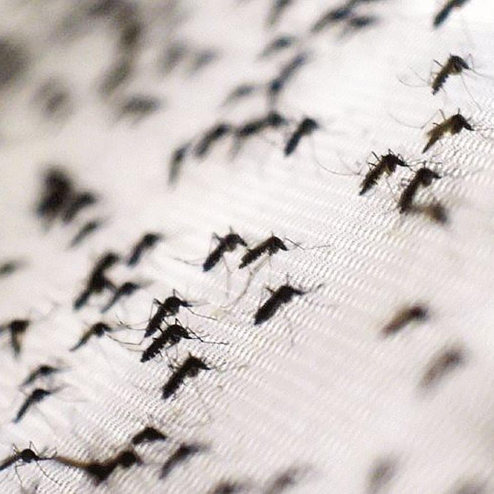 El mosquito vive cerca de las personas, casas y comunidades, y prefiere lugares de sombra y frescos, según el Departamento de Salud.