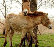 El caballo Przewalski (Equus przewalskii), una especie muy antigua que vivió libremente por Europa hace 3,000 años y que estuvo a punto de extinguirse, es distinta al caballo que más conocemos (Equus caballus). (EFE / Tibor Olah)
