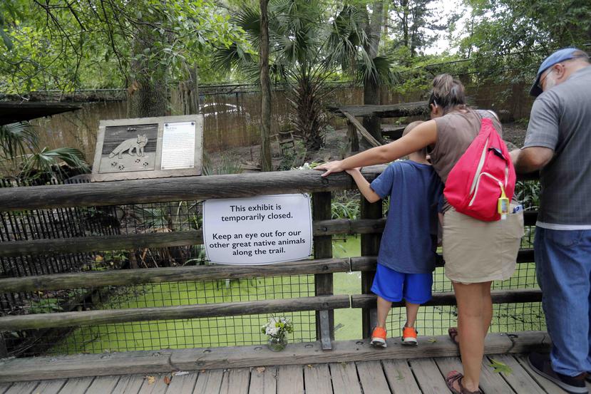 Visitors look at the fox exhibit at the Audubon Zoo in New Orleans, Monday, July 16, 2018. The death of a wounded fox, Rusty, brings to nine the number of animals that have died as the result of the weekend escape of a jaguar from its enclosure at the zoo