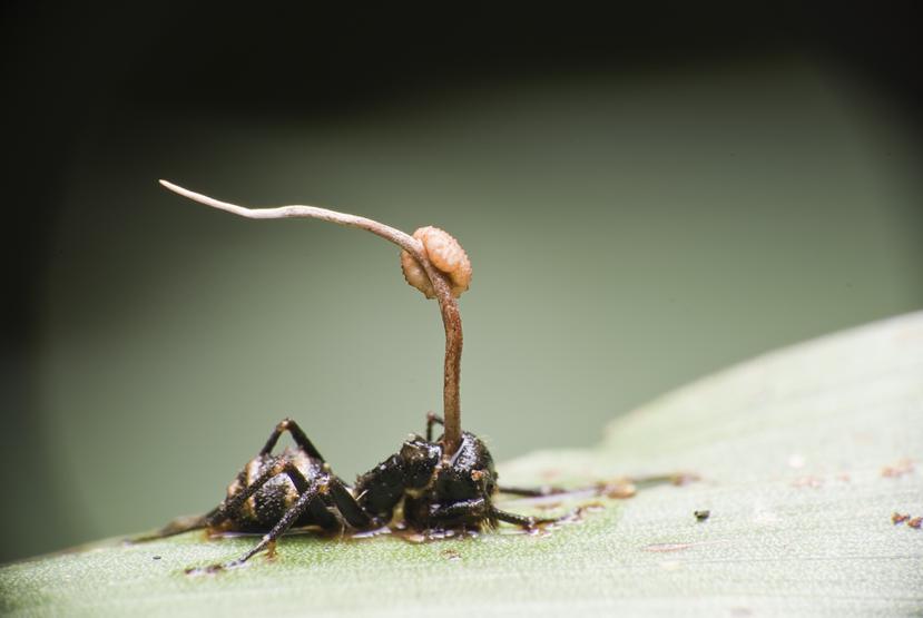 Una hormiga afectada por el hongo Cordyceps.