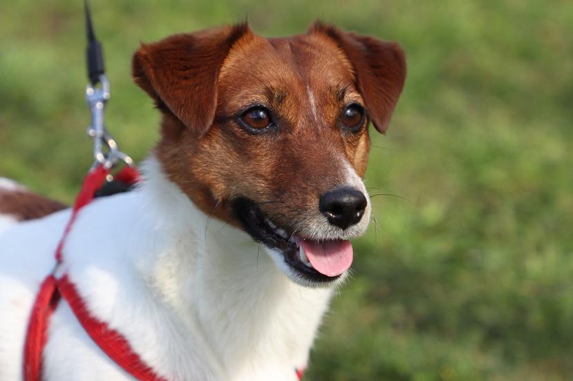 La mujer perdió dos Jack Russell terrier en 2014. (Pixabay)