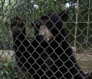 Imagen de archivo del 2012 de la osa Nina, que fue recuperada zoológico el Arca de Noé en Camuy y trasladada al zoológico de Puerto Rico en Mayagüez.