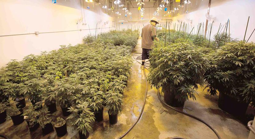 La ley en Colorado permite a un ciudadano sembrar hasta seis plantas de marihuana para su uso personal. Mientras, en el estado abundan los sembradíos comerciales, como este, de Viola Extracts.