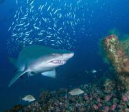 Los tiburones tigre del Golfo de México comen pájaros terrestres que tienen algún problema cuando vuelan sobre el océano (EFE).