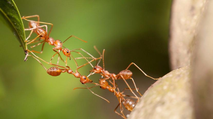 Las hormigas caminan marcha atrás y que se paran de vez en cuando para mirar a su alrededor con el fin de verificar los alrededores y utilizar esta información para establecer su itinerario en función del sol. (Thinkstock)