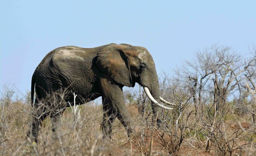El número de elefantes africanos ha disminuido en cerca de 111,000 entre 2006 y 2016, hasta 415,000 individuos. (Archivo)