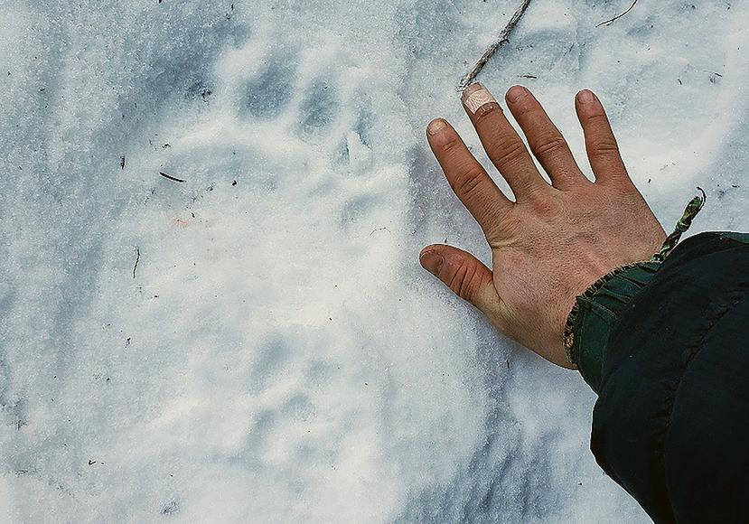 Esta fotografía del 13 de febrero de 2021, facilitada por Erik Stevens, muestra una huella de oso en una zona rural de Alaska cerca de donde Shannon Stevens, su hermana, fue mordida por un oso al usar una letrina.