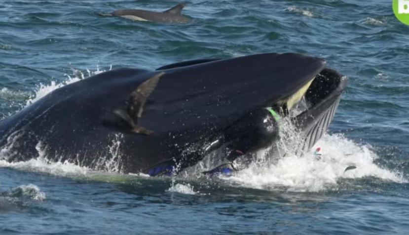 Imagen de la ballena en el momento en que se traga al buzo Rainer Schimpf,  en Sudáfrica. (Captura / Vídeo)