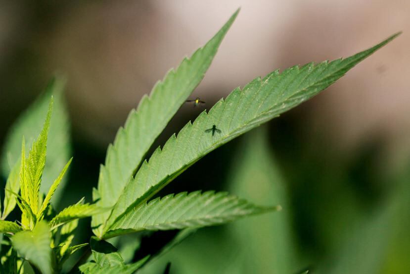 La medida no autoriza que se fume marihuana, pero ordena a la Secretaría de Salud que diseñe las políticas públicas para regular el uso medicinal de esta planta y sus derivados. (EFE)
