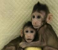 Los dos primates que se clonaron (Zhong Zhong y Hua Hua) viven ahora como "monos normales". (Fuente / Academia de Ciencias China)