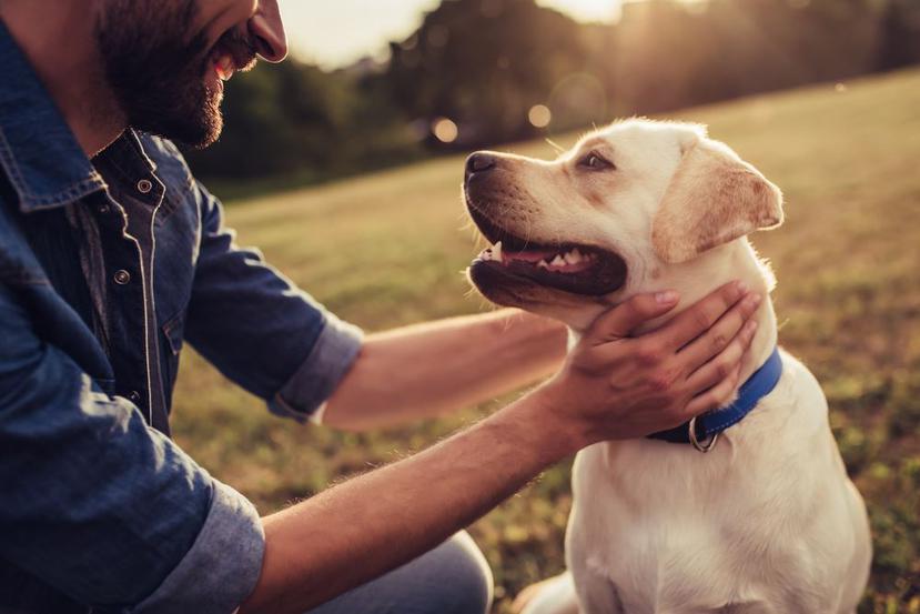 Aplicar gel antibacterial a las mascotas no es la mejor opción. (Shutterstock)