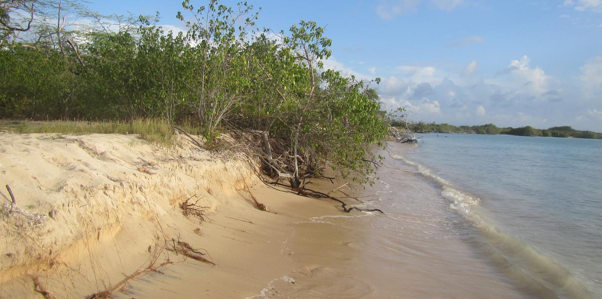 En esta playa al sur de Combate, en Cabo Rojo,  se observan indicadores de erosión, como cortes en la parte superior del depósito y exposición de raíces de vegetación.
