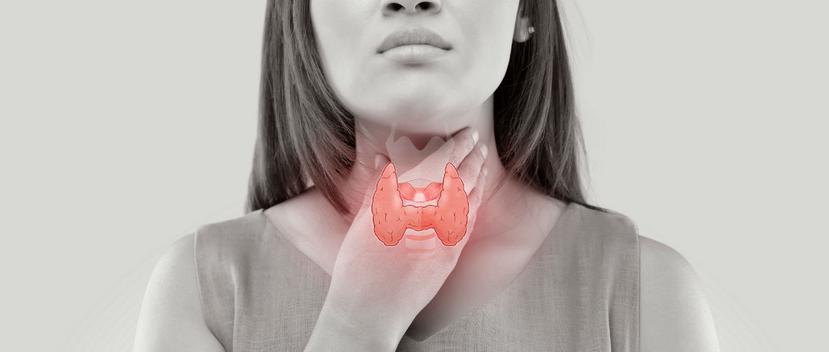 La glándula tiroides está ubicada en la base del cuello y regula el metabolismo del cuerpo. (Shutterstock)