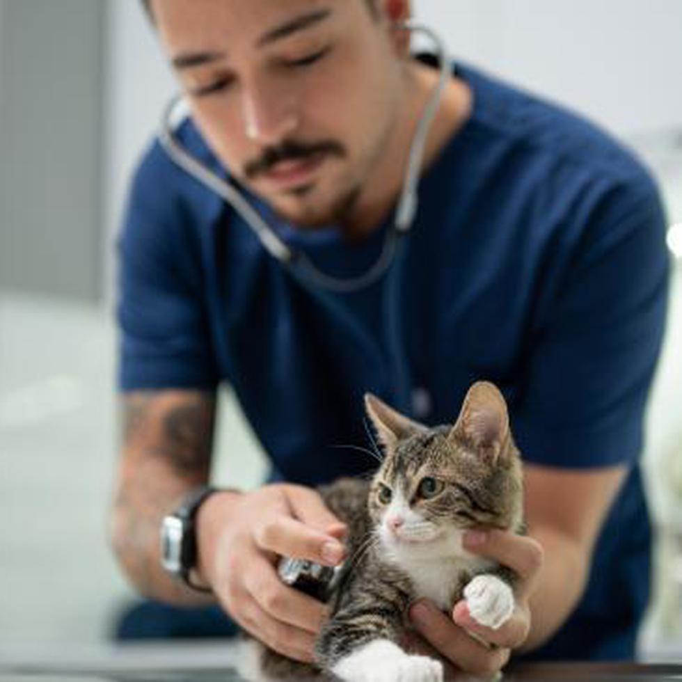 La primera visita al veterinario puede ser un buen momento para colocar el microchip como parte de la seguridad de la mascota.