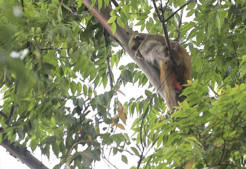 El mono se escapó del árbol en donde se encontraba en el área de Ciudadela.