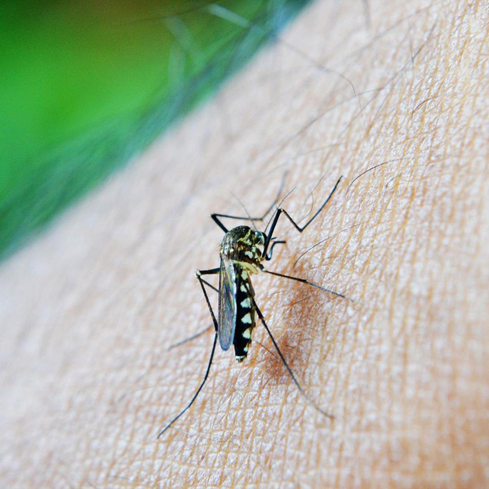 El dengue es una enfermedad transmitida por la picada del mosquito Aedes aegypti.