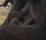 La criatura duerme en los brazos de su mamá, Kashata. (Captura de video/ Vimeo)