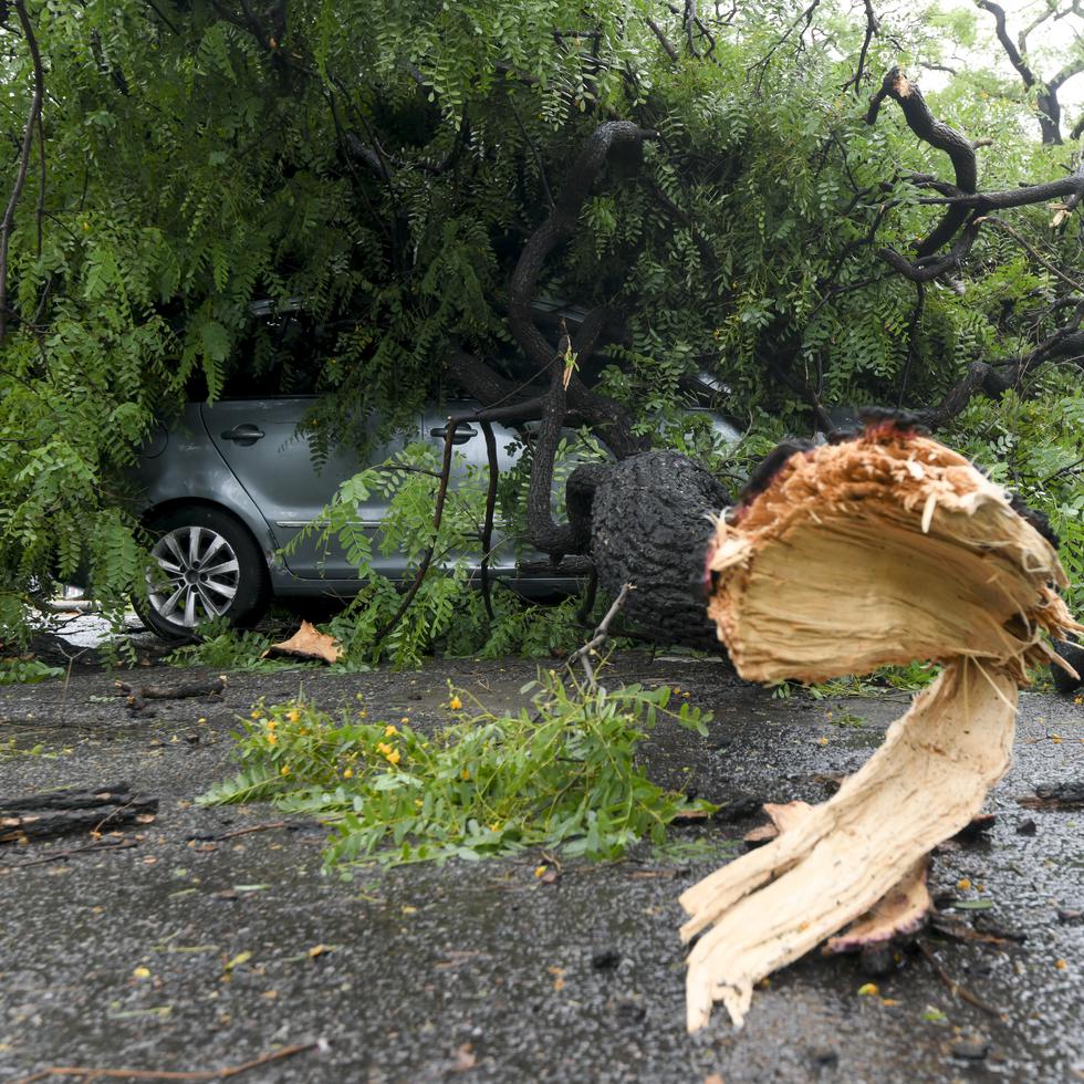 Un auto fue cubierto por un árbol derribado por los fuertes vientos en Buenos Aires.