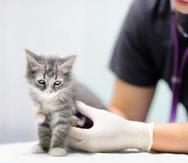 Los felinos requieren de visitas regulares al veterinario como parte de sus chequeos preventivos y para la administración de sus vacunas.
