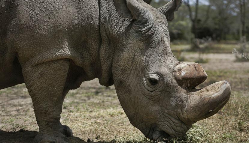 El rinoceronte blanco del norte es una especie que está encaminada a la desaparición. (AP)