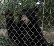 Imagen de archivo del 2012 de la osa Nina, que fue recuperada del zoológico el Arca de Noé en Camuy y trasladada al zoológico de Puerto Rico en Mayagüez.