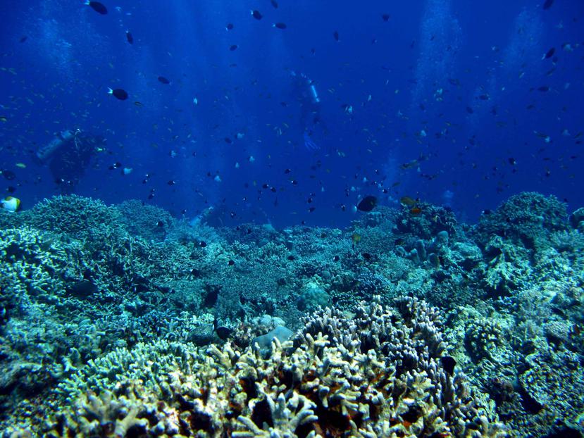 Las aguas superficiales donde los arrecifes de coral residen normalmente tienen concentraciones suficientemente altas de carbonato disuelto para que los corales calcifiquen sus esqueletos duros. (Agencia EFE)