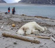 Los guardias de un crucero alemán mataron a un oso polar que atacó y lesionó a un miembro de la tripulación en Svalbard, entre el territorio continental de Noruega y el Polo Norte. (AP)