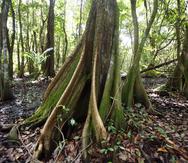 El Bosque de Pterocarpus, ubicado dentro del complejo Palmas del Mar, en Humacao, es un predio de 50.2 acres donde predomina el Pterocarpus Officinalis, un árbol comúnmente conocido como Palo de Pollo.